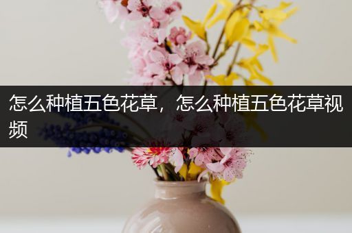 怎么种植五色花草，怎么种植五色花草视频