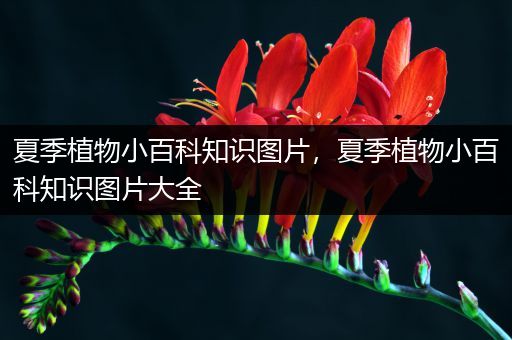 夏季植物小百科知识图片，夏季植物小百科知识图片大全