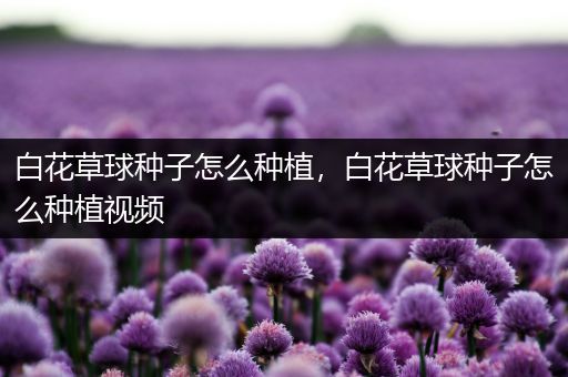 白花草球种子怎么种植，白花草球种子怎么种植视频