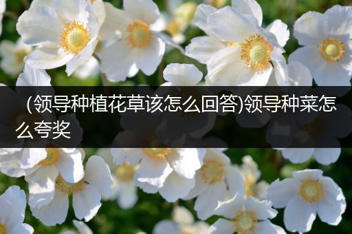 （领导种植花草该怎么回答)领导种菜怎么夸奖