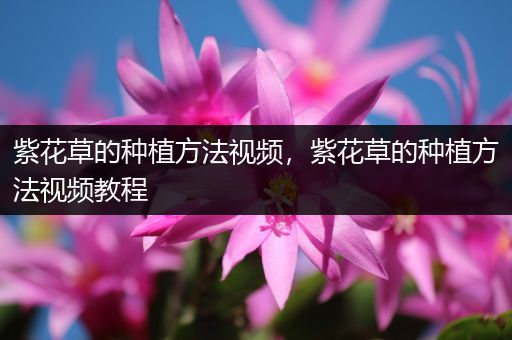 紫花草的种植方法视频，紫花草的种植方法视频教程