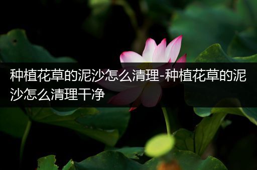 种植花草的泥沙怎么清理-种植花草的泥沙怎么清理干净