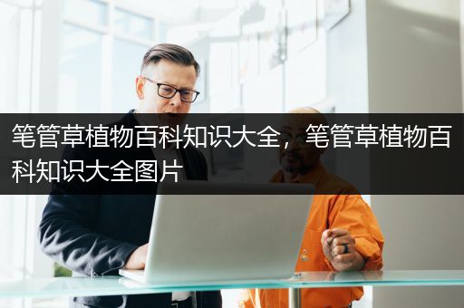 笔管草植物百科知识大全，笔管草植物百科知识大全图片