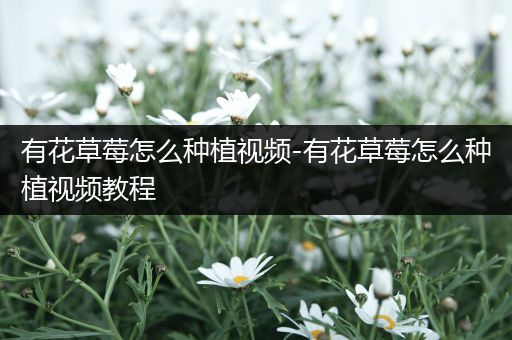 有花草莓怎么种植视频-有花草莓怎么种植视频教程