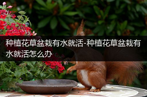 种植花草盆栽有水就活-种植花草盆栽有水就活怎么办