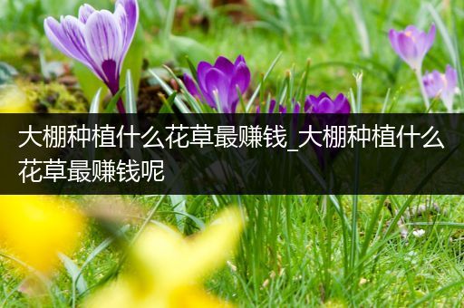 大棚种植什么花草最赚钱_大棚种植什么花草最赚钱呢