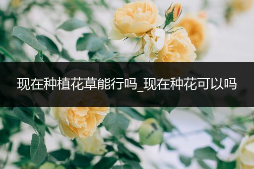 现在种植花草能行吗_现在种花可以吗