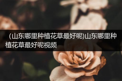 （山东哪里种植花草最好呢)山东哪里种植花草最好呢视频