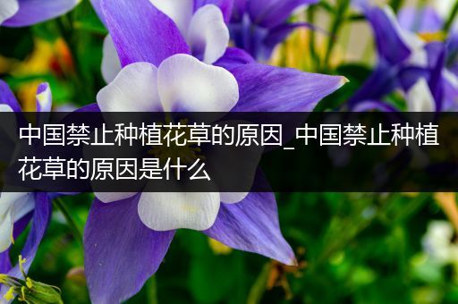 中国禁止种植花草的原因_中国禁止种植花草的原因是什么