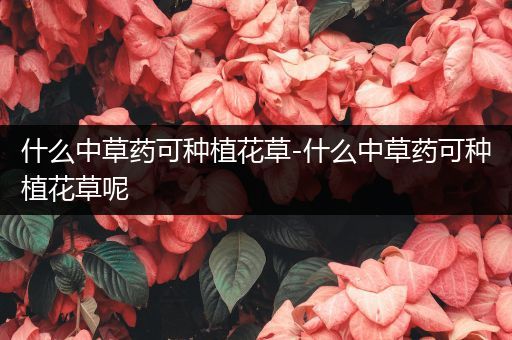 什么中草药可种植花草-什么中草药可种植花草呢