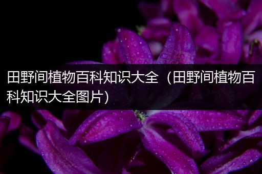 田野间植物百科知识大全（田野间植物百科知识大全图片）