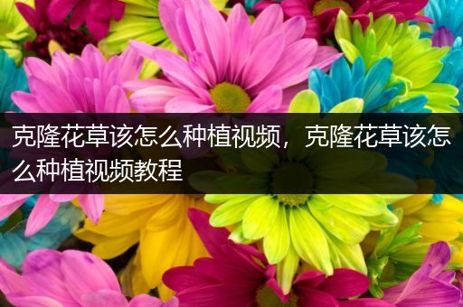 克隆花草该怎么种植视频，克隆花草该怎么种植视频教程
