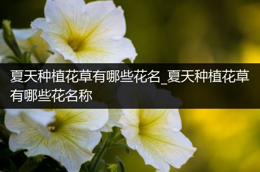 夏天种植花草有哪些花名_夏天种植花草有哪些花名称