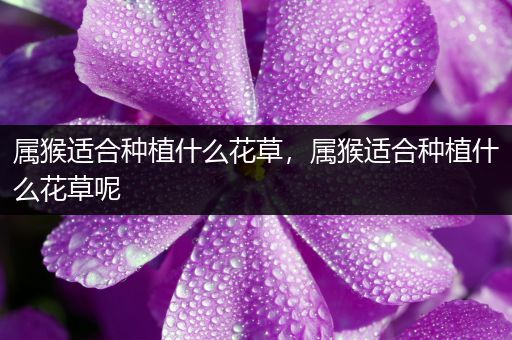 属猴适合种植什么花草，属猴适合种植什么花草呢