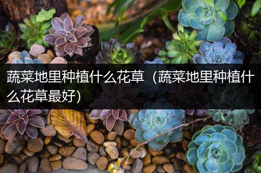 蔬菜地里种植什么花草（蔬菜地里种植什么花草最好）