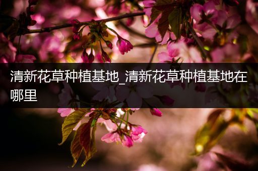 清新花草种植基地_清新花草种植基地在哪里