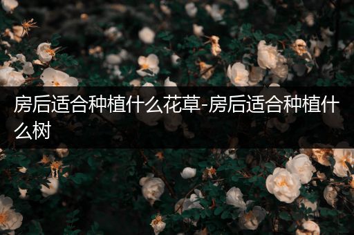 房后适合种植什么花草-房后适合种植什么树