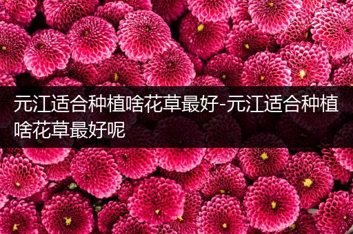元江适合种植啥花草最好-元江适合种植啥花草最好呢