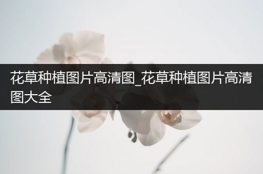 花草种植图片高清图_花草种植图片高清图大全