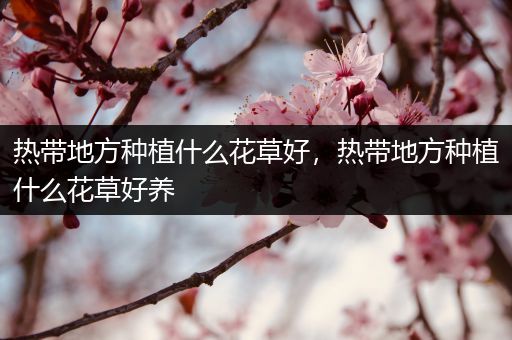 热带地方种植什么花草好，热带地方种植什么花草好养