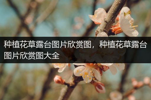 种植花草露台图片欣赏图，种植花草露台图片欣赏图大全