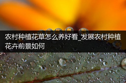 农村种植花草怎么养好看_发展农村种植花卉前景如何