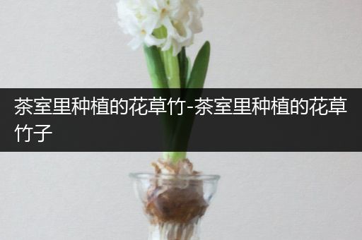 茶室里种植的花草竹-茶室里种植的花草竹子