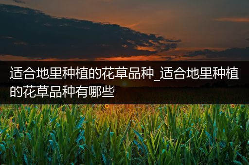 适合地里种植的花草品种_适合地里种植的花草品种有哪些