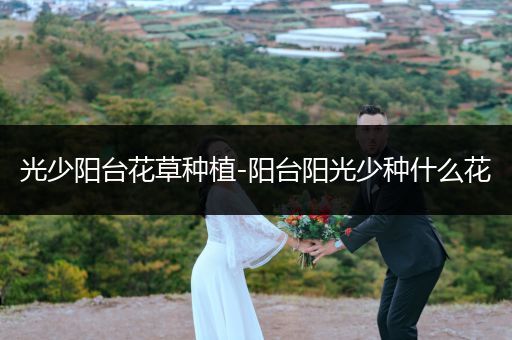 光少阳台花草种植-阳台阳光少种什么花