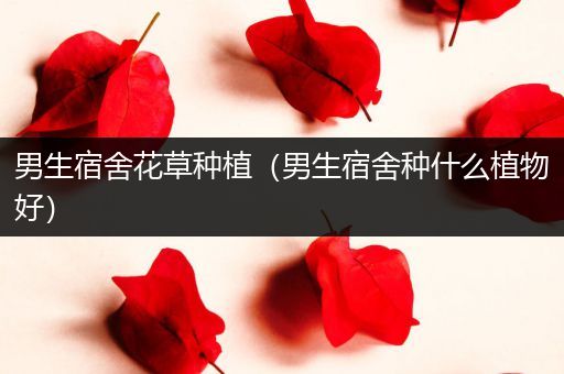 男生宿舍花草种植（男生宿舍种什么植物好）