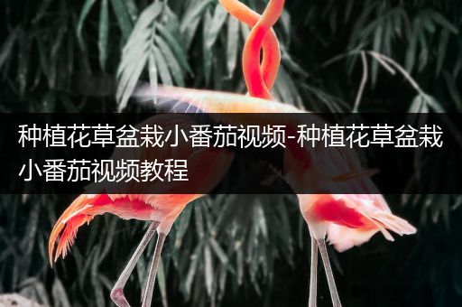 种植花草盆栽小番茄视频-种植花草盆栽小番茄视频教程
