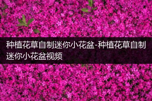 种植花草自制迷你小花盆-种植花草自制迷你小花盆视频