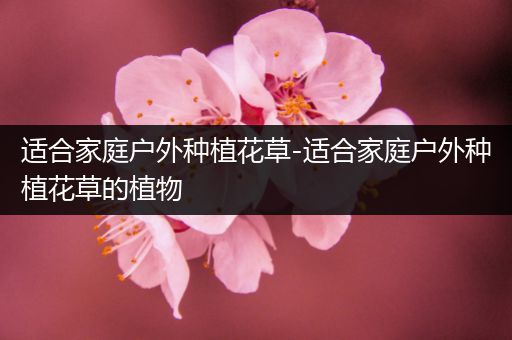 适合家庭户外种植花草-适合家庭户外种植花草的植物