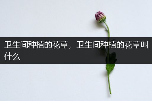 卫生间种植的花草，卫生间种植的花草叫什么