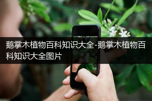 鹅掌木植物百科知识大全-鹅掌木植物百科知识大全图片