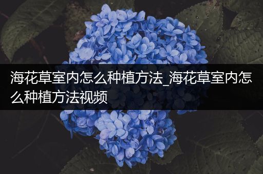 海花草室内怎么种植方法_海花草室内怎么种植方法视频