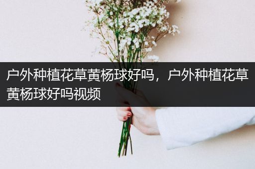 户外种植花草黄杨球好吗，户外种植花草黄杨球好吗视频