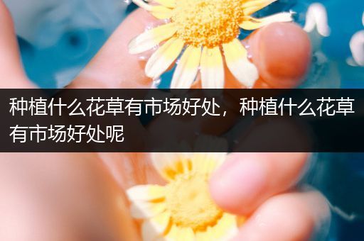 种植什么花草有市场好处，种植什么花草有市场好处呢