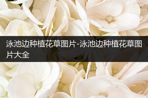 泳池边种植花草图片-泳池边种植花草图片大全