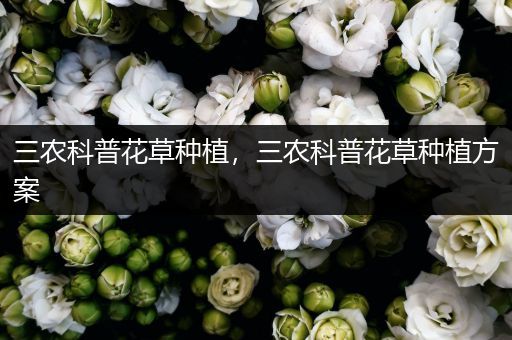 三农科普花草种植，三农科普花草种植方案