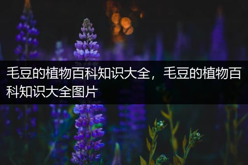 毛豆的植物百科知识大全，毛豆的植物百科知识大全图片