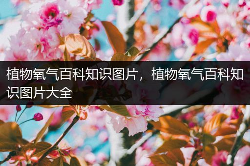 植物氧气百科知识图片，植物氧气百科知识图片大全