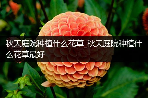 秋天庭院种植什么花草_秋天庭院种植什么花草最好