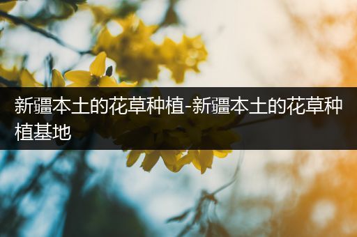 新疆本土的花草种植-新疆本土的花草种植基地