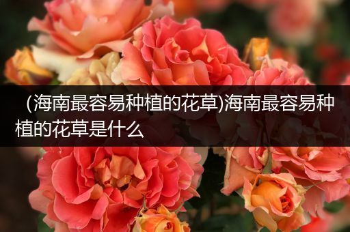 （海南最容易种植的花草)海南最容易种植的花草是什么