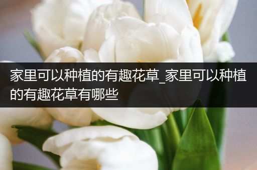 家里可以种植的有趣花草_家里可以种植的有趣花草有哪些