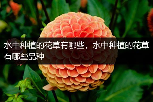 水中种植的花草有哪些，水中种植的花草有哪些品种