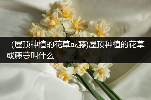 （屋顶种植的花草或藤)屋顶种植的花草或藤蔓叫什么