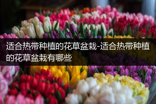 适合热带种植的花草盆栽-适合热带种植的花草盆栽有哪些