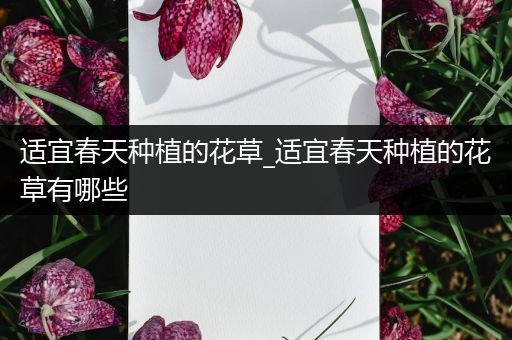 适宜春天种植的花草_适宜春天种植的花草有哪些